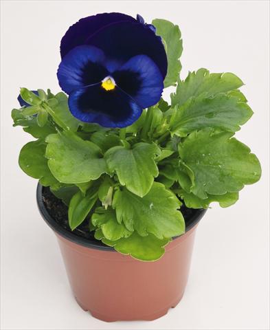 Foto de variedad de flores para ser usadas como: Maceta y planta de temporada Viola wittrockiana Inspire® Blue Velvet