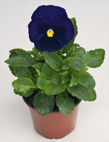 Foto de variedad de flores para ser usadas como: Maceta y planta de temporada Viola wittrockiana Inspire® Deep Blue with Blotch