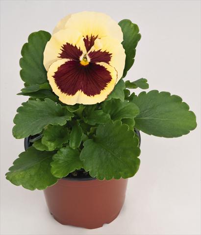 Foto de variedad de flores para ser usadas como: Maceta y planta de temporada Viola wittrockiana Inspire® Lemon with Red Blotch