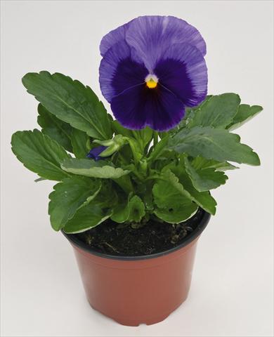 Foto de variedad de flores para ser usadas como: Maceta y planta de temporada Viola wittrockiana Inspire® Lilac with Blotch