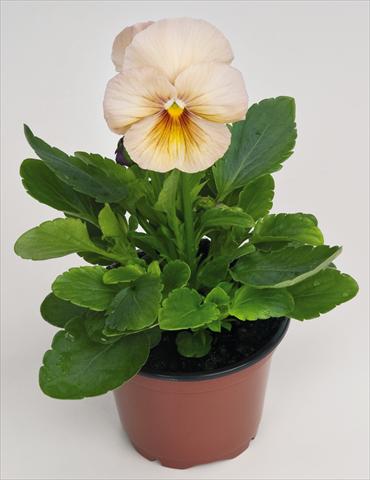 Foto de variedad de flores para ser usadas como: Maceta y planta de temporada Viola wittrockiana Inspire® Peach Shades Improved