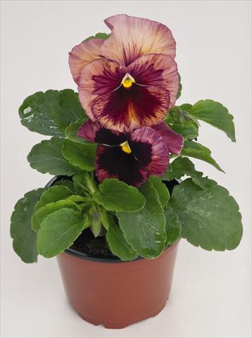 Foto de variedad de flores para ser usadas como: Maceta y planta de temporada Viola wittrockiana Inspire® Terracotta
