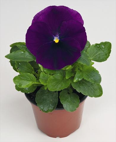 Foto de variedad de flores para ser usadas como: Maceta y planta de temporada Viola wittrockiana Thriller® F1 Purple