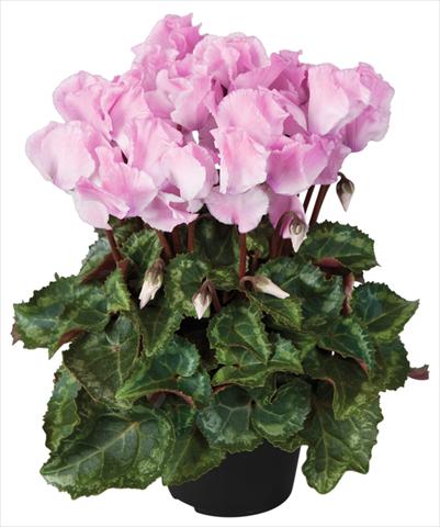 Foto de variedad de flores para ser usadas como: Maceta y planta de temporada Cyclamen persicum Super Serie® Jive® F1 Neon Flamed