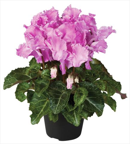 Foto de variedad de flores para ser usadas como: Maceta y planta de temporada Cyclamen persicum Super Serie® Jive® F1 Violet Flamed