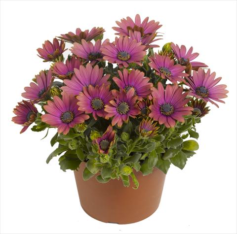 Foto de variedad de flores para ser usadas como: Maceta y planta de temporada Osteospermum RED FOX Summertime® Blueberry