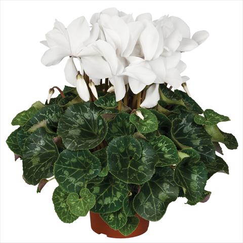 Foto de variedad de flores para ser usadas como: Maceta y planta de temporada Cyclamen persicum Super Serie® Mammoth® F1 Cream White