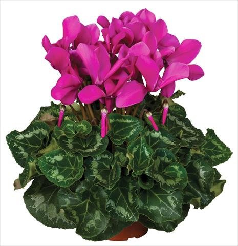 Foto de variedad de flores para ser usadas como: Maceta y planta de temporada Cyclamen persicum Super Serie® Mammoth® F1 Dark Violet