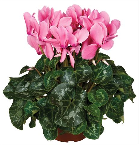 Foto de variedad de flores para ser usadas como: Maceta y planta de temporada Cyclamen persicum Super Serie® Mammoth® F1 Light Salmon Pink