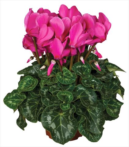 Foto de variedad de flores para ser usadas como: Maceta y planta de temporada Cyclamen persicum Super Serie® Mammoth® F1 Magenta