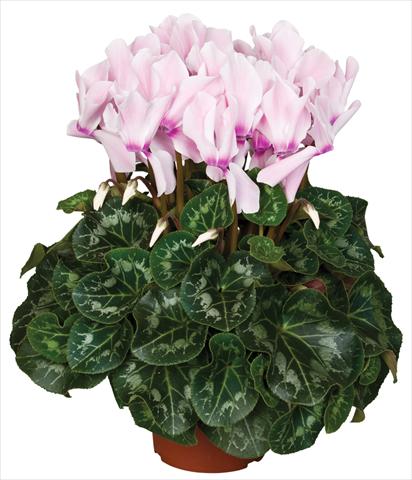 Foto de variedad de flores para ser usadas como: Maceta y planta de temporada Cyclamen persicum Super Serie® Mammoth® F1 Neon Flamed Light