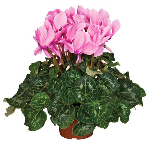 Foto de variedad de flores para ser usadas como: Maceta y planta de temporada Cyclamen persicum Super Serie® Mammoth® F1 Neon Pink