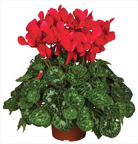 Foto de variedad de flores para ser usadas como: Maceta y planta de temporada Cyclamen persicum Super Serie® Mammoth® F1 Red