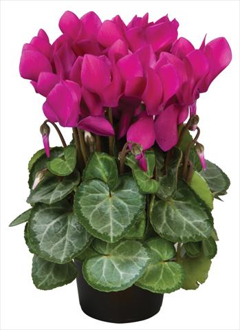 Foto de variedad de flores para ser usadas como: Maceta y planta de temporada Cyclamen persicum Super Serie® Michelangelo® F1 Dark Violet