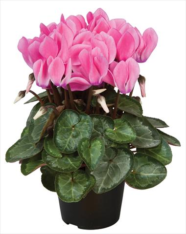 Foto de variedad de flores para ser usadas como: Maceta y planta de temporada Cyclamen persicum Super Serie® Michelangelo® F1 Neon Flamed