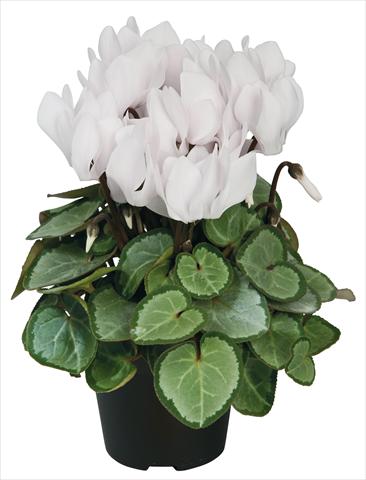 Foto de variedad de flores para ser usadas como: Maceta y planta de temporada Cyclamen persicum Super Serie® Michelangelo® F1 Pure White