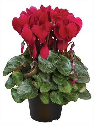 Foto de variedad de flores para ser usadas como: Maceta y planta de temporada Cyclamen persicum Super Serie® Michelangelo® F1 Wine Red