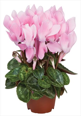 Foto de variedad de flores para ser usadas como: Maceta y planta de temporada Cyclamen persicum Super Serie® Micro® F1 Neon Flamed