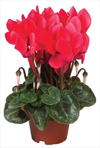 Foto de variedad de flores para ser usadas como: Maceta y planta de temporada Cyclamen persicum Super Serie® Micro® F1 Salmon Red