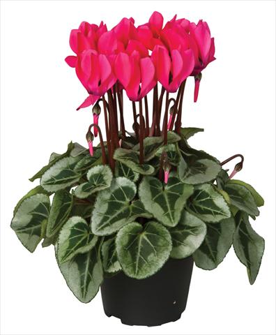 Foto de variedad de flores para ser usadas como: Maceta y planta de temporada Cyclamen persicum Super Serie® Picasso® F1 Neon Pink