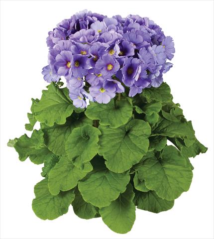 Foto de variedad de flores para ser usadas como: Maceta Primula obconica Touch Me® F1 Blue