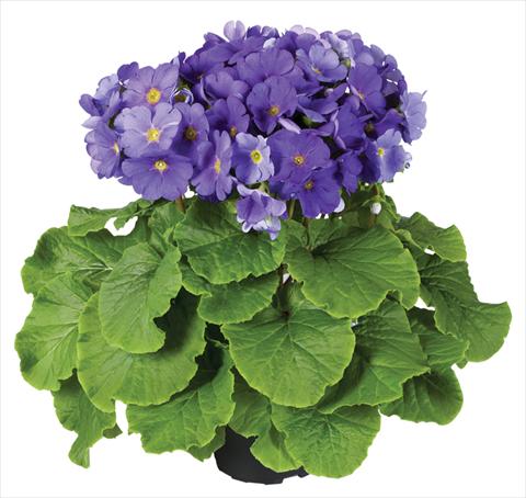 Foto de variedad de flores para ser usadas como: Maceta Primula obconica Touch Me® F1 Dark-Blue