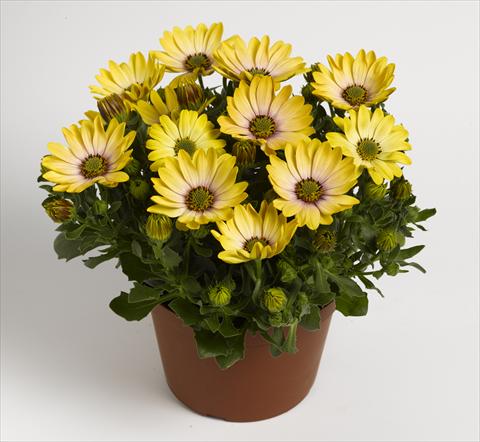 Foto de variedad de flores para ser usadas como: Maceta y planta de temporada Osteospermum RED FOX Summertime® Sunshine