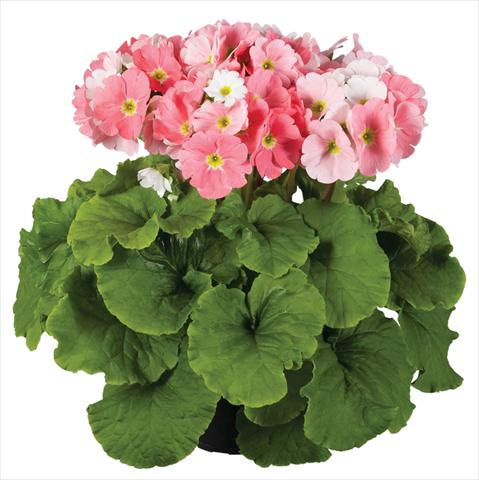 Foto de variedad de flores para ser usadas como: Maceta Primula obconica Touch Me® F1 Light Pink