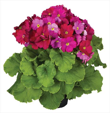 Foto de variedad de flores para ser usadas como: Maceta Primula obconica Touch Me® F1 Red