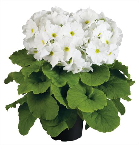 Foto de variedad de flores para ser usadas como: Maceta Primula obconica Touch Me® F1 White