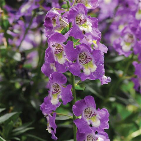 Foto de variedad de flores para ser usadas como: Maceta, planta de temporada, patio Angelonia Archangel Blue