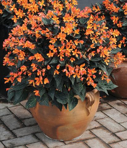 Foto de variedad de flores para ser usadas como: Maceta o cesta de trasplante Begonia hybrida Glowing Embers™