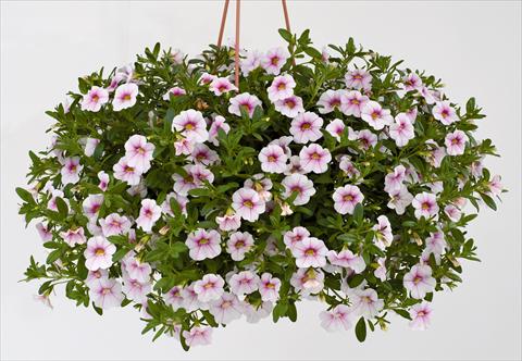 Foto de variedad de flores para ser usadas como: Maceta, planta de temporada, patio Calibrachoa Noa® Almond Blossom