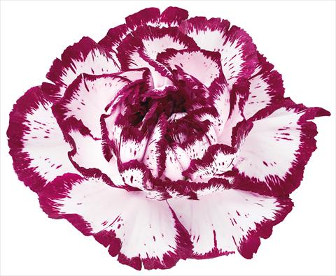 Foto de variedad de flores para ser usadas como: Flor cortada Dianthus caryophyllus Bacarat