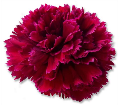 Foto de variedad de flores para ser usadas como: Flor cortada Dianthus caryophyllus Nobbio® Crimson