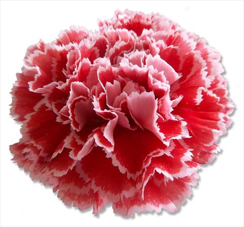 Foto de variedad de flores para ser usadas como: Flor cortada Dianthus caryophyllus Nobbio® Watermelon
