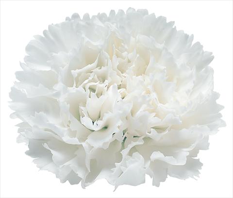 Foto de variedad de flores para ser usadas como: Flor cortada Dianthus caryophyllus Snow Storm