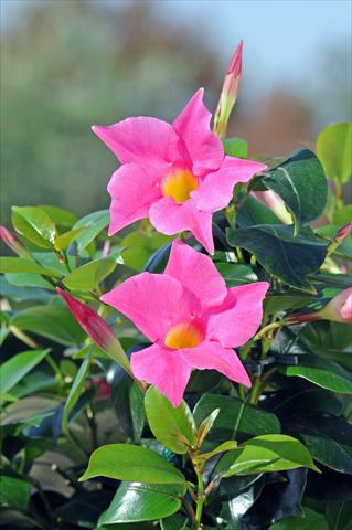 Foto de variedad de flores para ser usadas como: Patio, Maceta Dipladenia Diamantina® Jade Pink 206