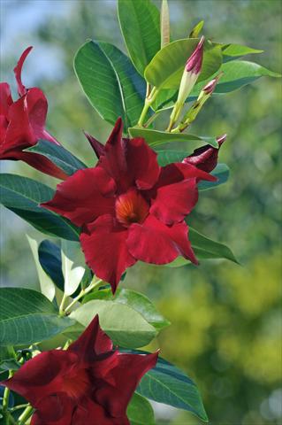 Foto de variedad de flores para ser usadas como: Patio, Maceta Dipladenia Diamantina® Jade Red 205