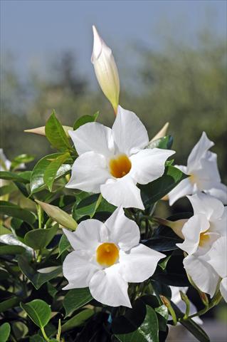 Foto de variedad de flores para ser usadas como: Patio, Maceta Dipladenia Diamantina® Jade White 202