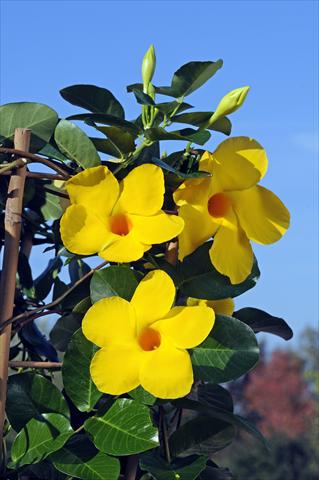 Foto de variedad de flores para ser usadas como: Patio, Maceta Dipladenia Diamantina® Opale Citrine 403