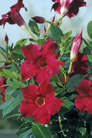 Foto de variedad de flores para ser usadas como: Patio, Maceta Dipladenia Diamantina® Rubis Red 102
