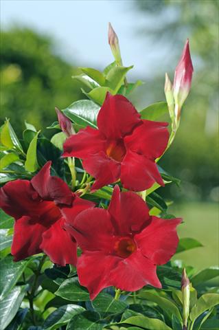Foto de variedad de flores para ser usadas como: Patio, Maceta Dipladenia Diamantina® Topaze Vermillon 301