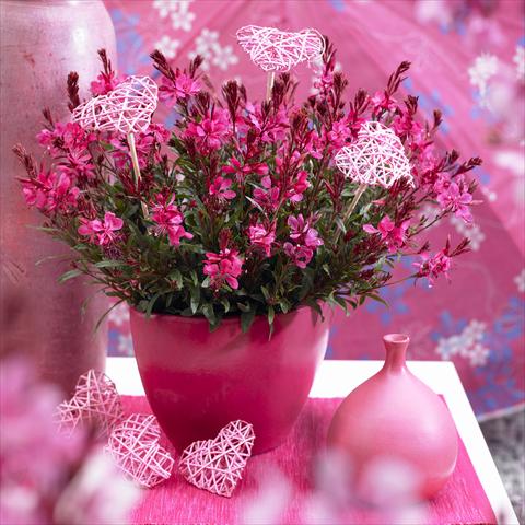 Foto de variedad de flores para ser usadas como: Planta de temporada / borde del macizo Gaura lindheimeri Gaudi™ Red