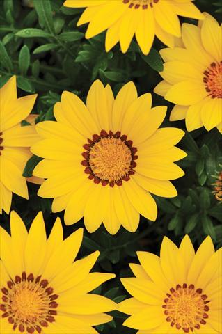 Foto de variedad de flores para ser usadas como: Planta de temporada / borde del macizo Gazania rigens New Day™ Yellow