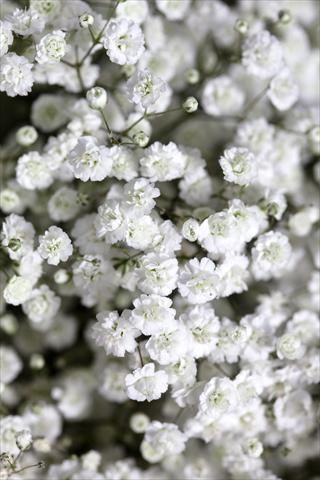 Foto de variedad de flores para ser usadas como: Planta de temporada / borde del macizo Gypsophila Pearls® Blossom
