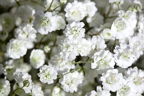 Foto de variedad de flores para ser usadas como: Planta de temporada / borde del macizo Gypsophila Pearls® Ginga