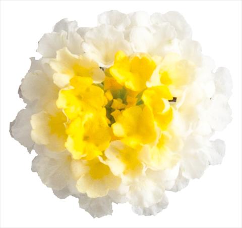 Foto de variedad de flores para ser usadas como: Maceta o Tarrina de colgar Lantana camara Lucky™ Lemon Glow