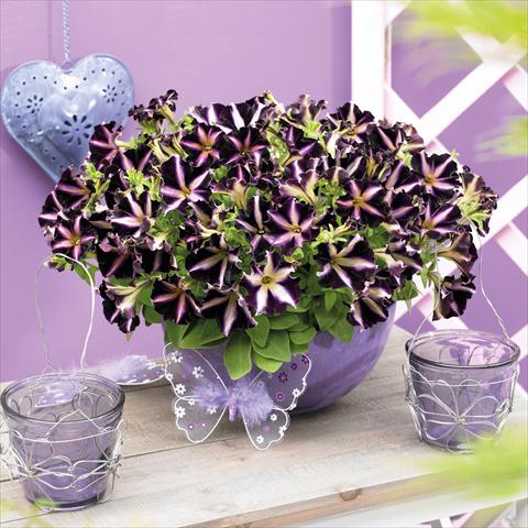 Foto de variedad de flores para ser usadas como: Maceta, planta de temporada, patio Petunia hybrida Mystical™ Merlin