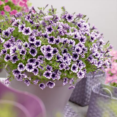 Foto de variedad de flores para ser usadas como: Maceta, planta de temporada, patio Petunia hybrida Vivini™ Violet Vein